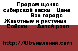 Продам щенка сибирской хаски › Цена ­ 8 000 - Все города Животные и растения » Собаки   . Алтай респ.